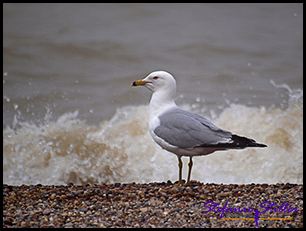 Möwe am Ufer