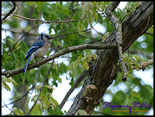 Indiana Dunes State Park