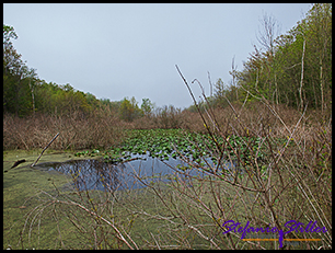 Indiana Dunes State Park