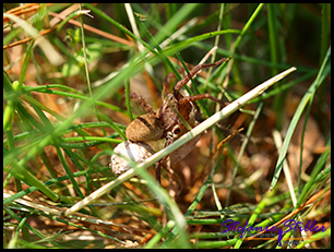 Spinne mit Eiersack