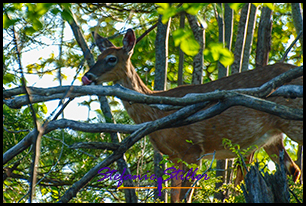 Rehe am Straßenrand