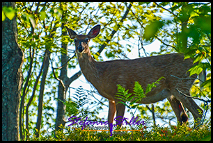 Rehe am Straßenrand