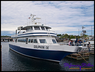 Dolphin IX