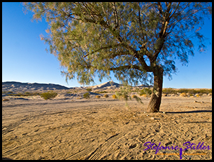 EInsamer Baum bei den Kelso Dunes