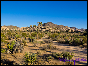 Barker Dam Trail