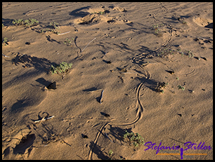 Tierspuren im Sand