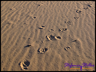 Tierspuren im Sand