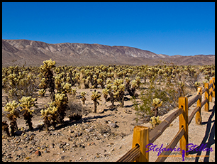 Cholla Cactus Garden 