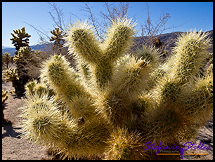 Cholla Cactus groß