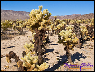 Cholla Cactus Garden