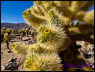 Cholla Cactus groß