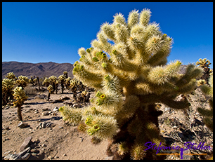 Cholla Cactus Garden