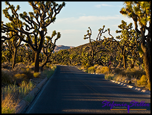 Joshua Tree Allee