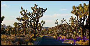 Joshua Tree Allee