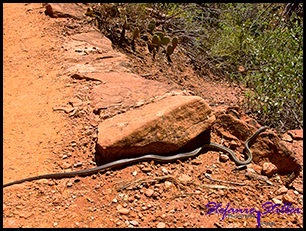 Garter Snake