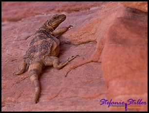 Chuckwalla