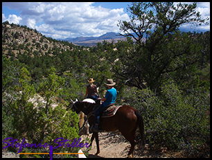 Trailride durch Pinien