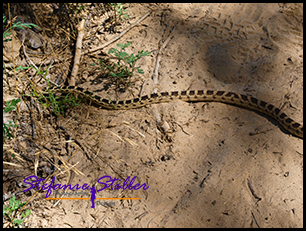 Gopher Snake