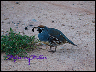 California Quail