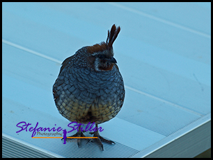 California Quail