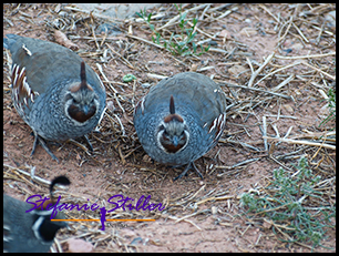 California Quail