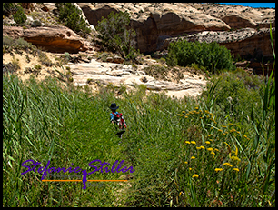 Trail zu Lower Calf Creek Falls