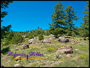 Dixie National Forest