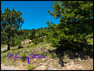 Dixie National Forest