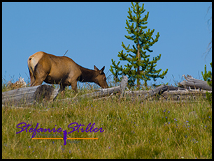 Mule Deer 