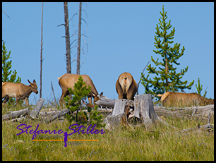 Mule Deer 