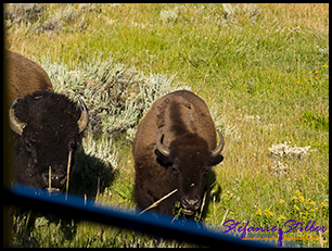 Bisons