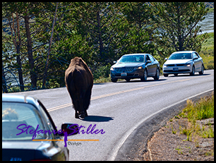 Bison hält sich an Verkehrsregeln