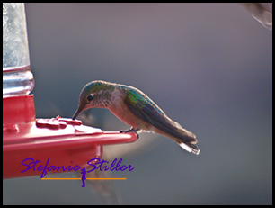 Humming Bird