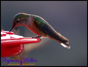 Humming Bird