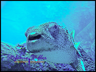 Denver Aquarium