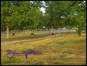 Cherry Creek Campground