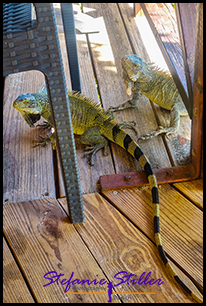 Iguana