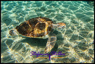 Sea turtle