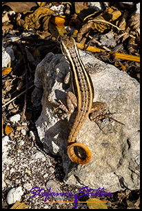 Ringelschwänziger Maskenleguan