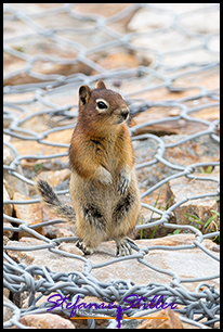 Neugieriges Streifenhörnchen