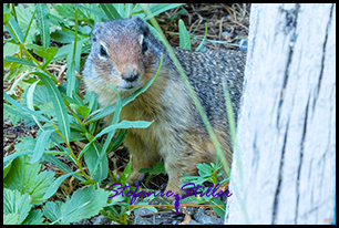 Hidden Ground Squirrel