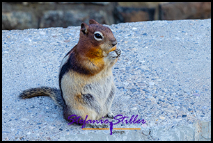 Ground Squirrel