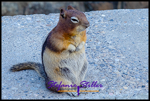 Ground Squirrel