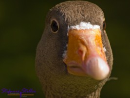 Gänsekopf von vorne