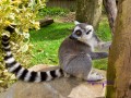 Lemur 