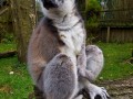 Lemur sitz auf Baumstamm