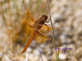 Rote Riesenlibelle