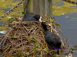 Blässhuhn Pärchen bei Nestbau