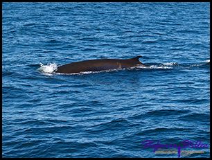 603 Whale Watching 15