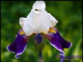 604 GA Blume 2